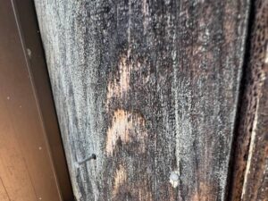 カビが発生した木質外壁