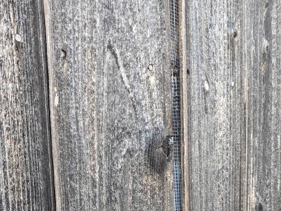 リメイクハウス ムキムキ 木質外壁 事例